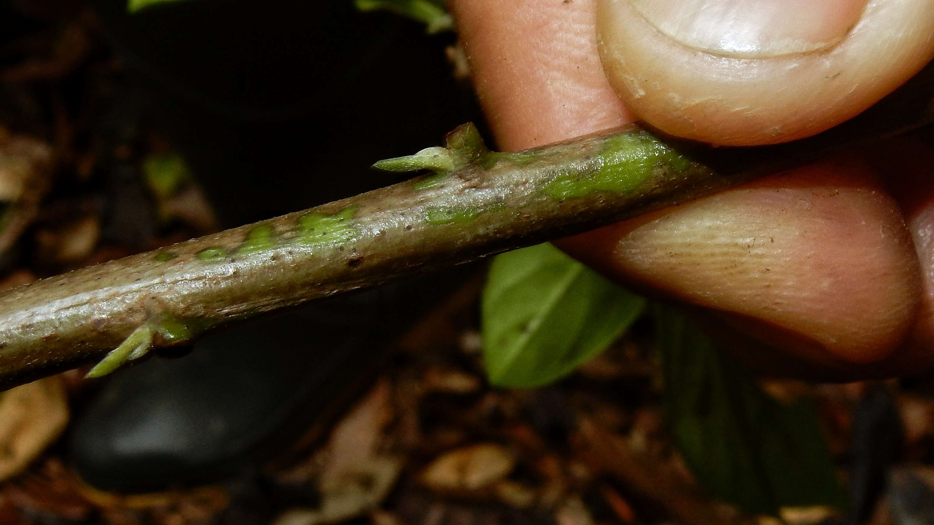 Imagem de Tournefortia bicolor Sw.