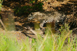 Image of Jaguar