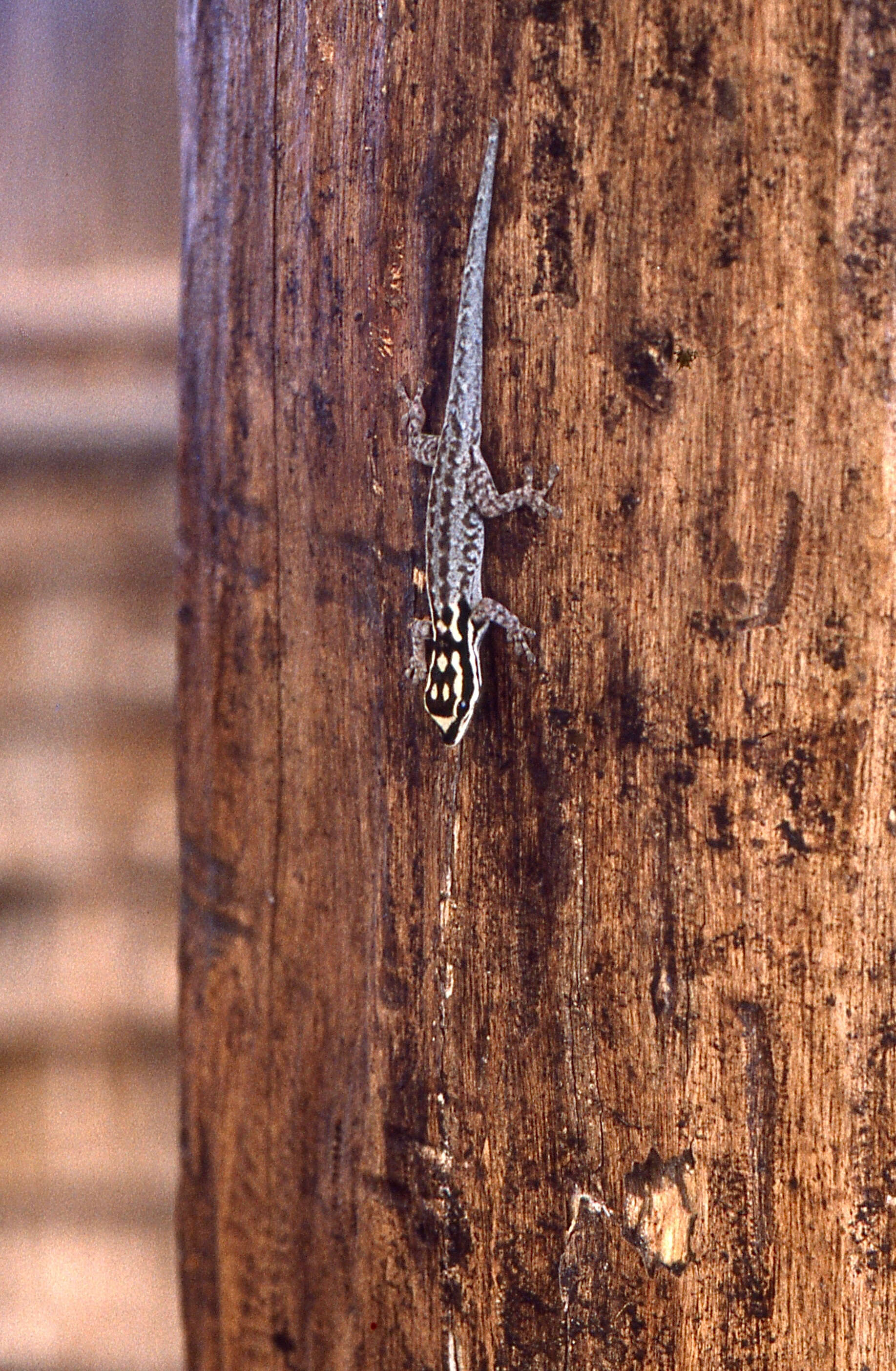 Image of white-headed dwarf gecko