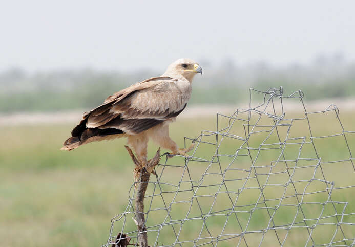 Image of Asian Tawny Eagle