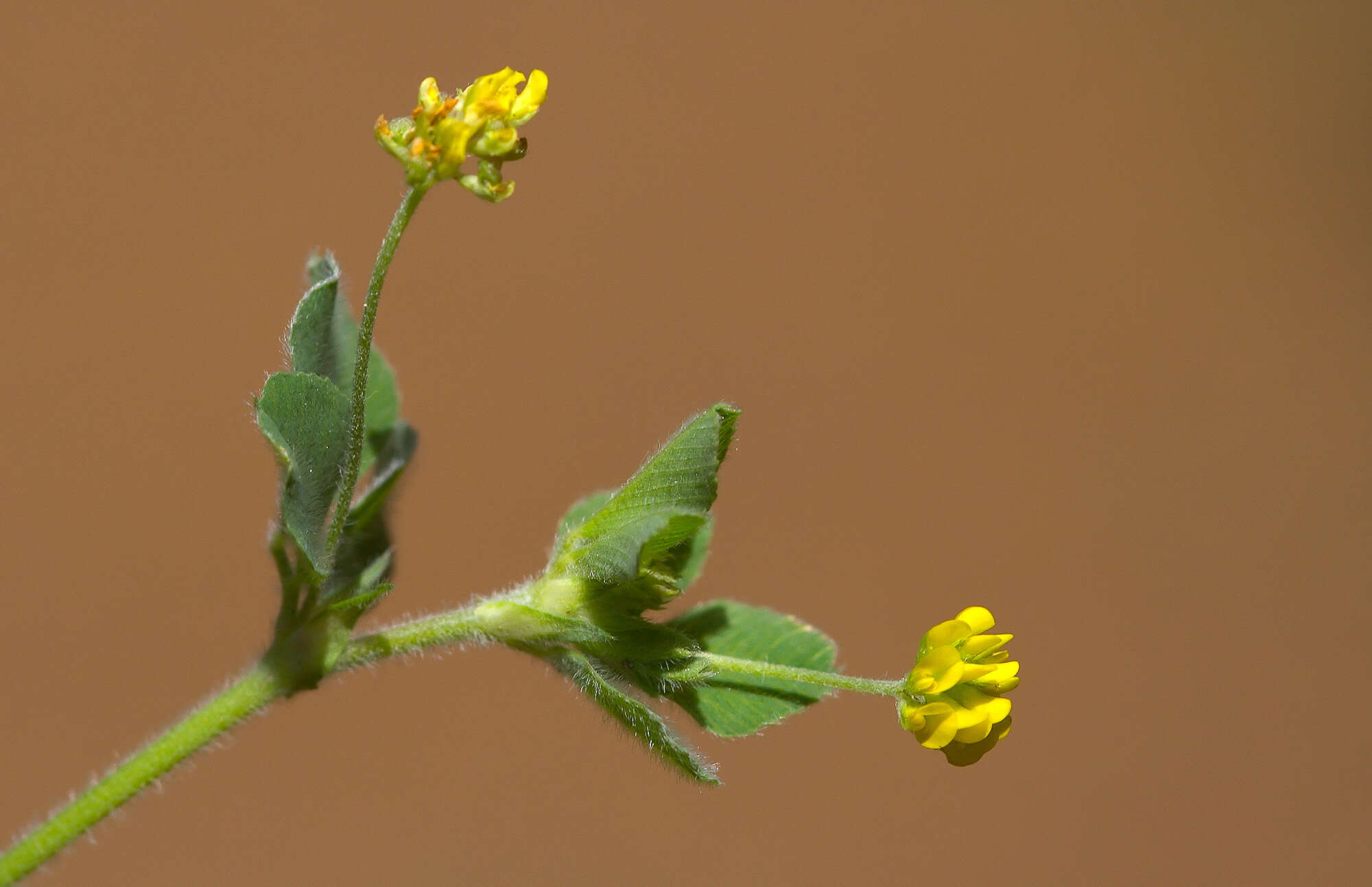 Image of Medick