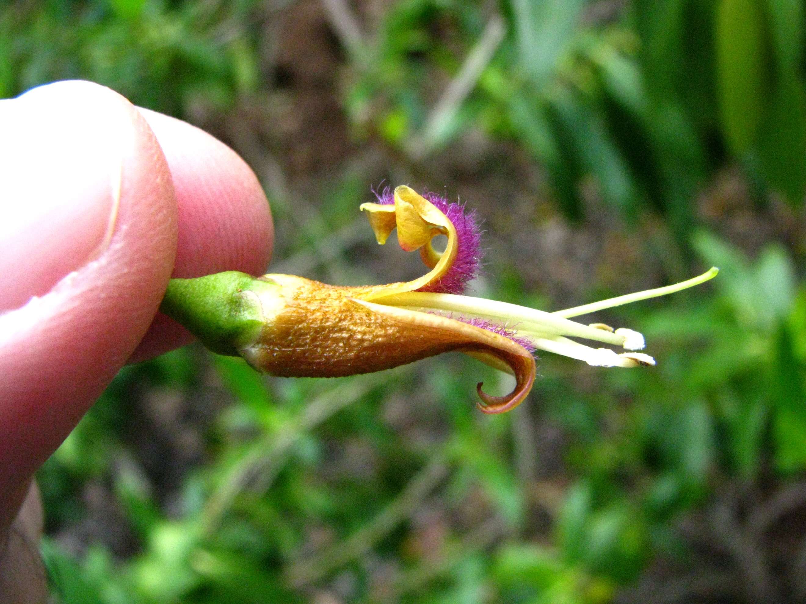 Image de Bontia daphnoides L.