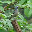 Image of Yellow-winged Tanager