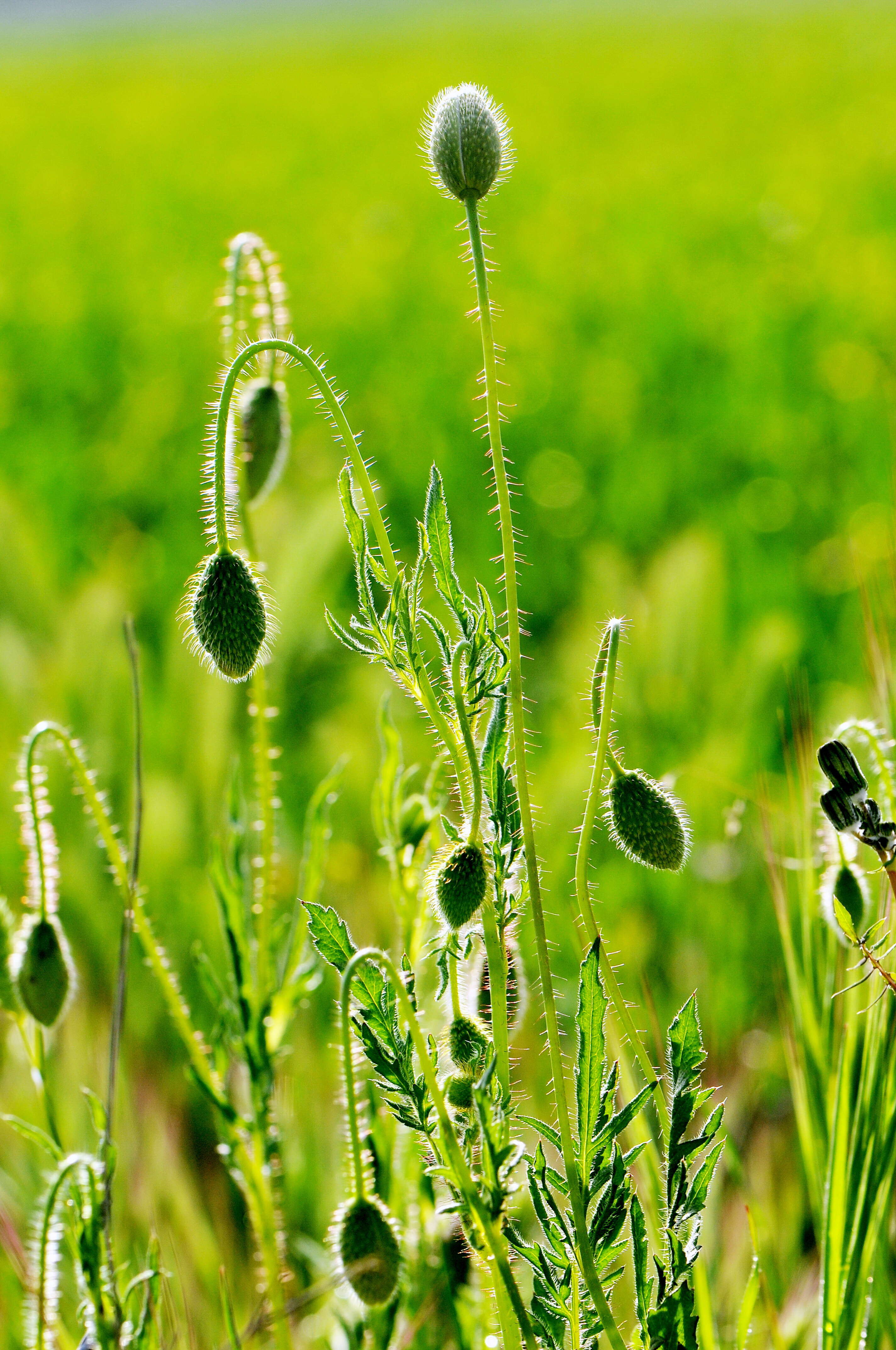 Image of corn poppy