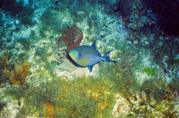 Image of Triggerfish