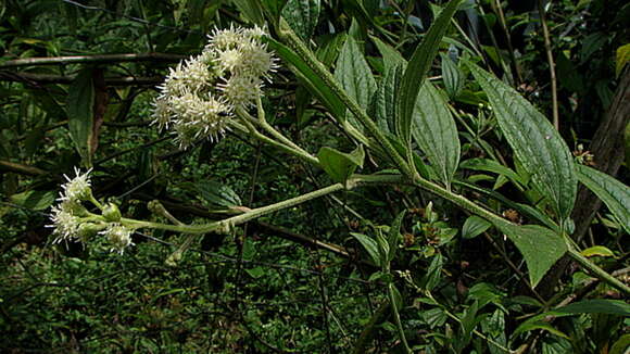 Image of Baccharis rhexioides Kunth