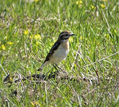 Image of Whinchat