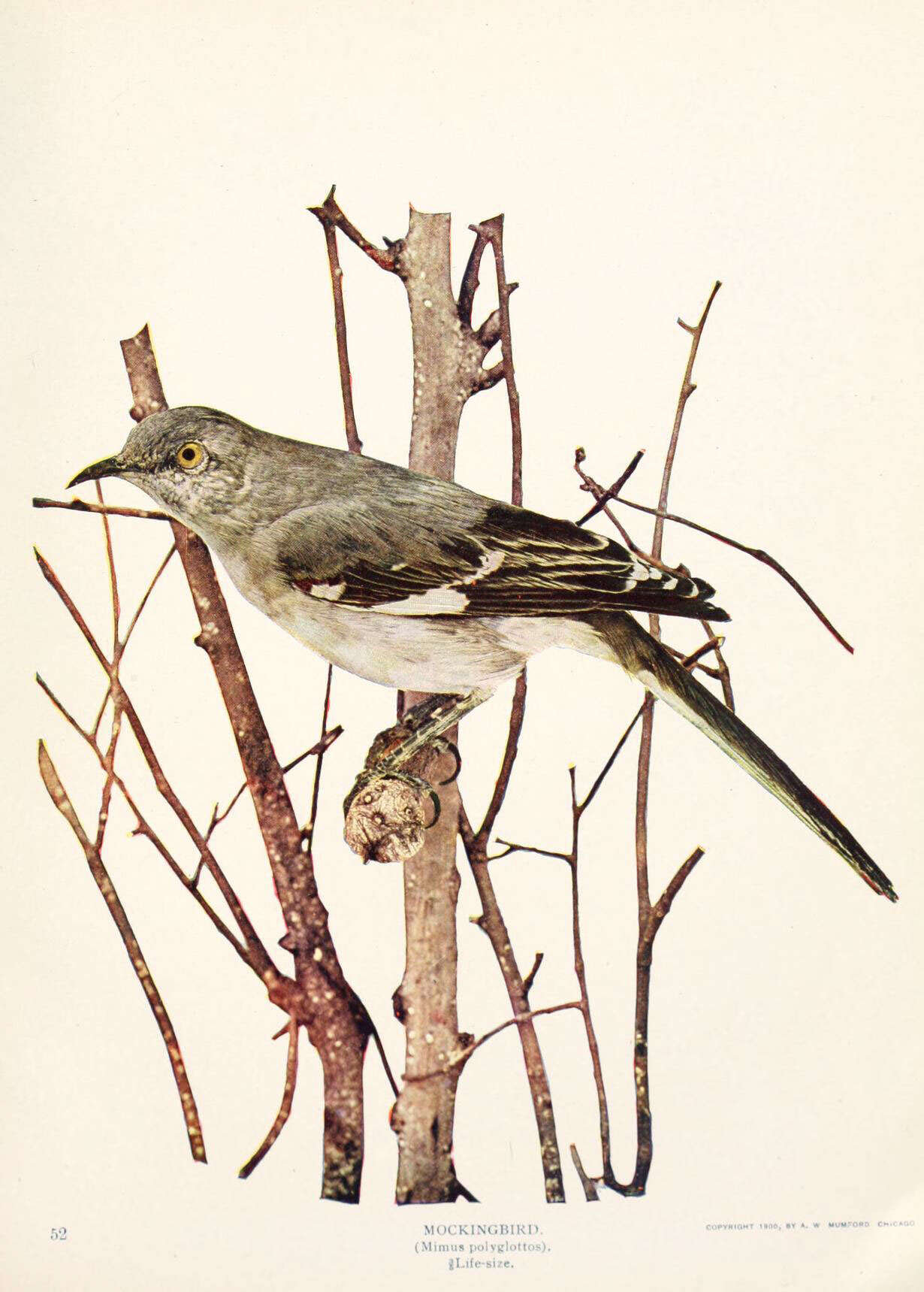 Image of Mimus Boie & F 1826