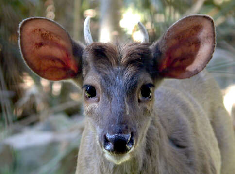 Image of Brocket Deer sp.