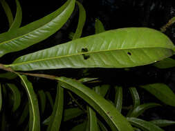 Image of Panopsis