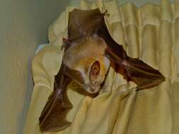 Image of Slit-faced Bats