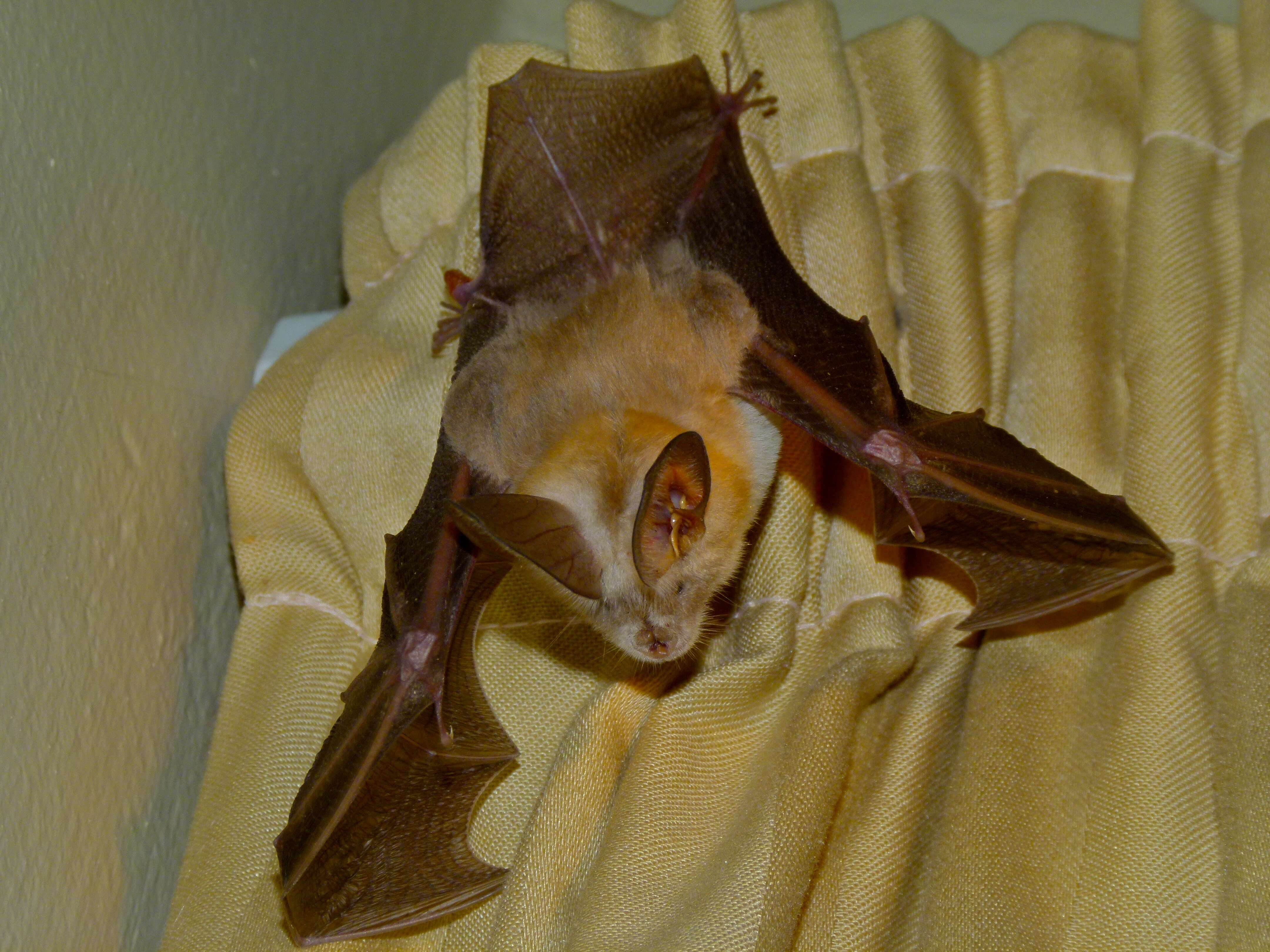 Image of slit-faced bats