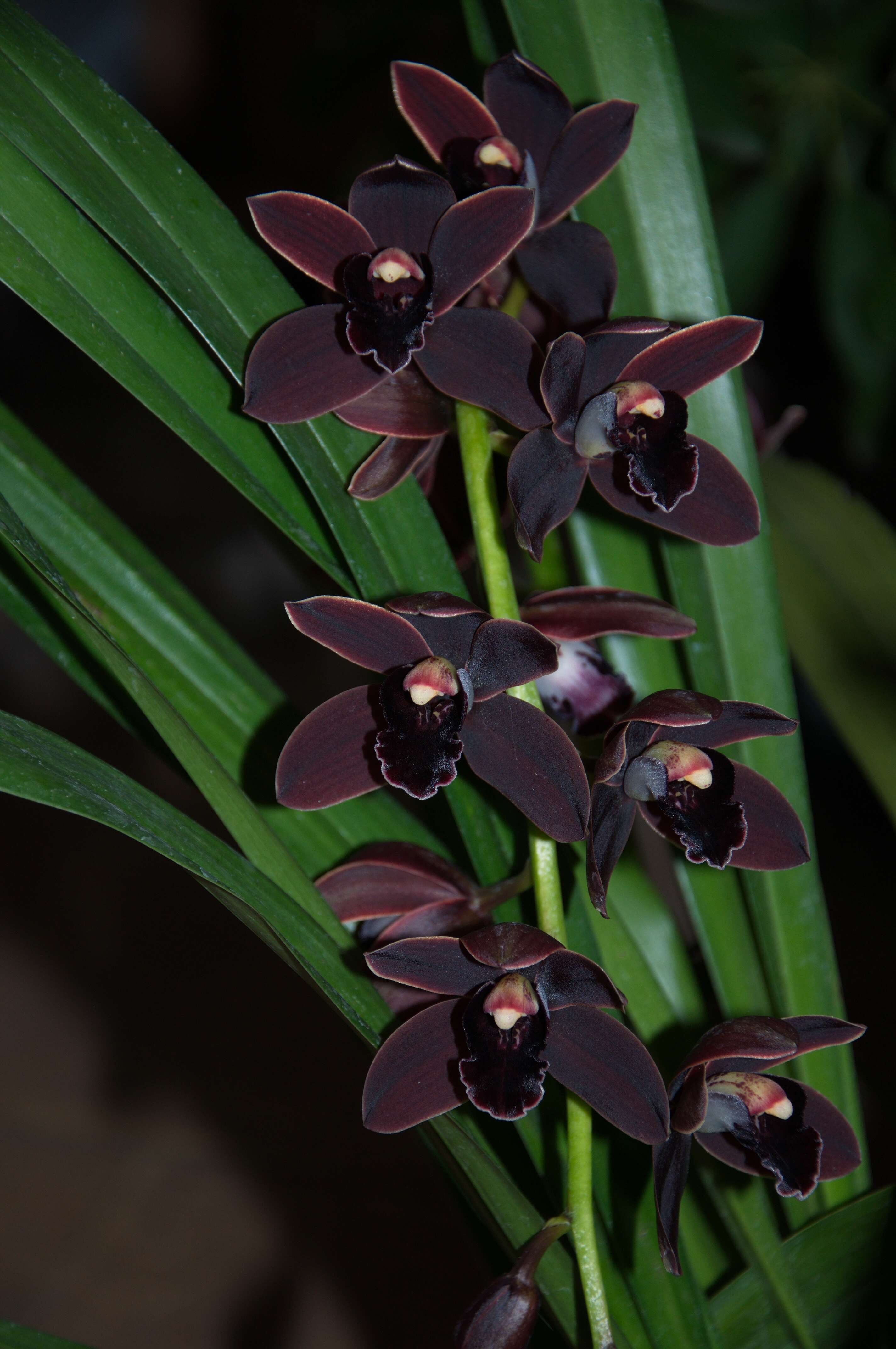 Cymbidium Cali Night的圖片