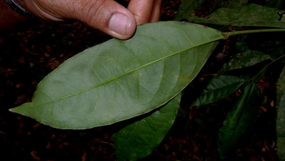 Image of Gymnanthes glabrata (Mart.) Govaerts