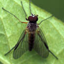 Image of Small Fleck-winged Snipe Fly