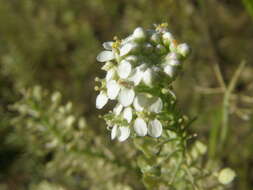 Image of Peppercresses