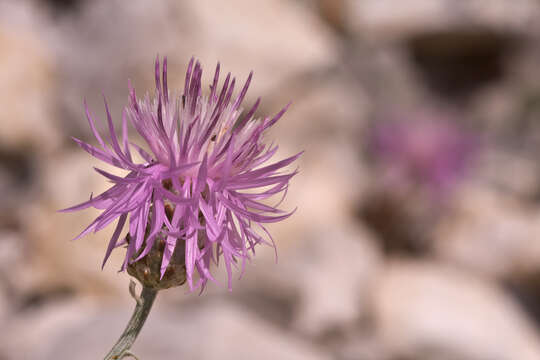 Image of Centaurea tenoreana Willk.