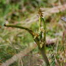 Image of Alpine leek orchid