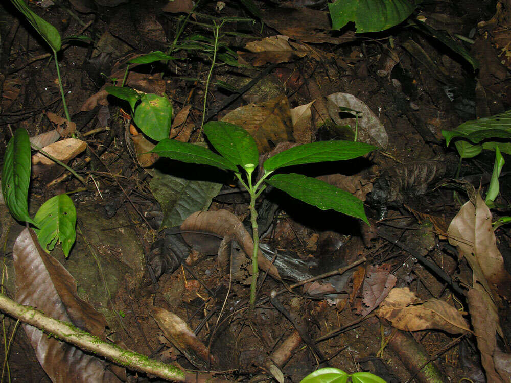 Image of Dorstenia choconiana S. Wats.