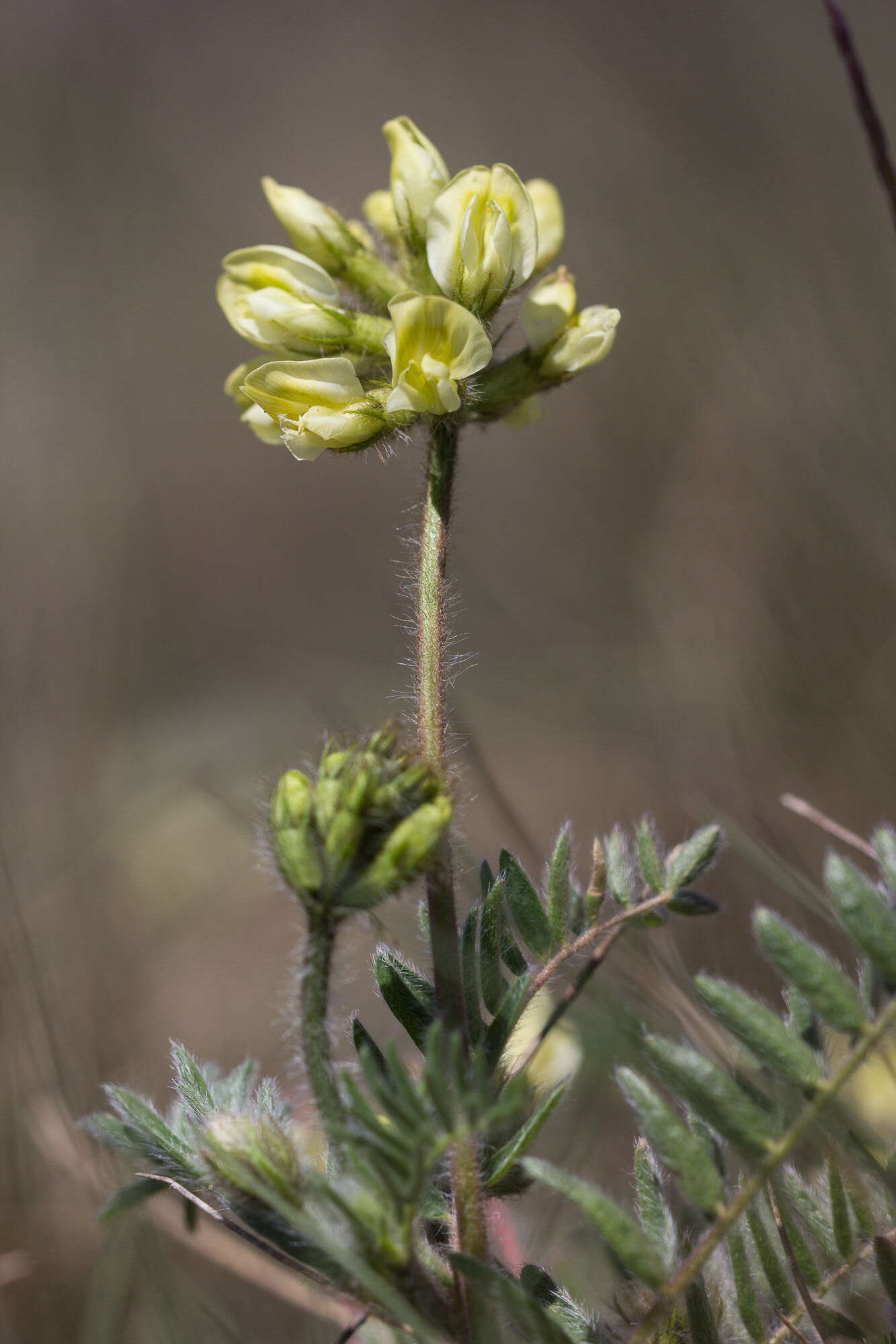 Слика од Oxytropis campestris (L.) DC.