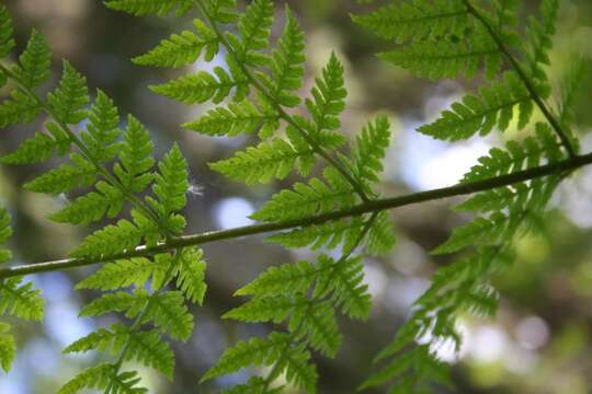 Image of Lady-fern