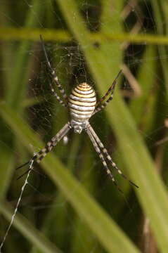 Image of Argiope