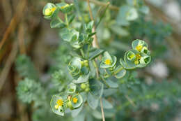 Plancia ëd Euphorbia paralias L.