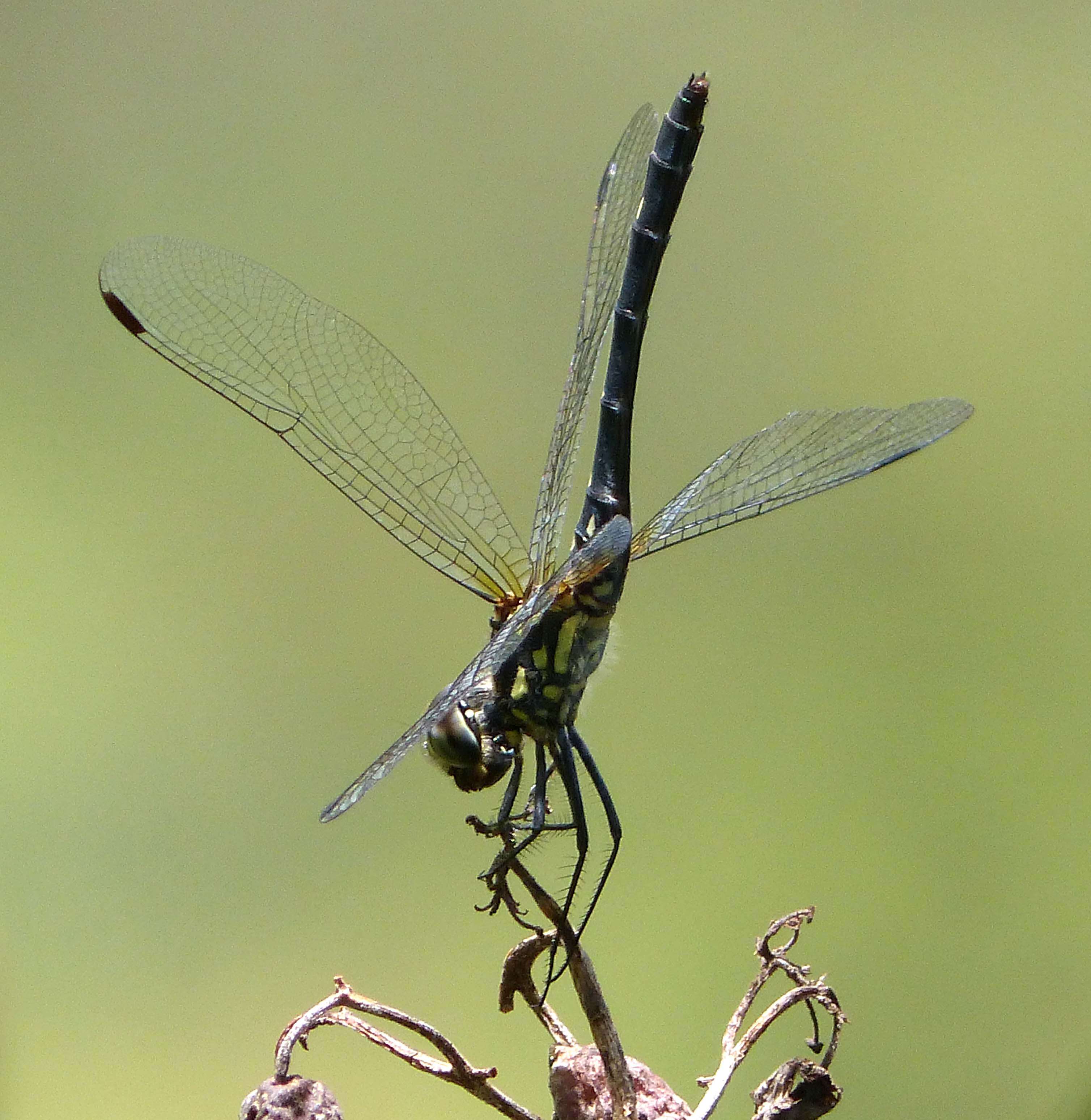 Image of Thalassothemis Ris 1909