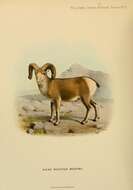 Image of bighorn sheep