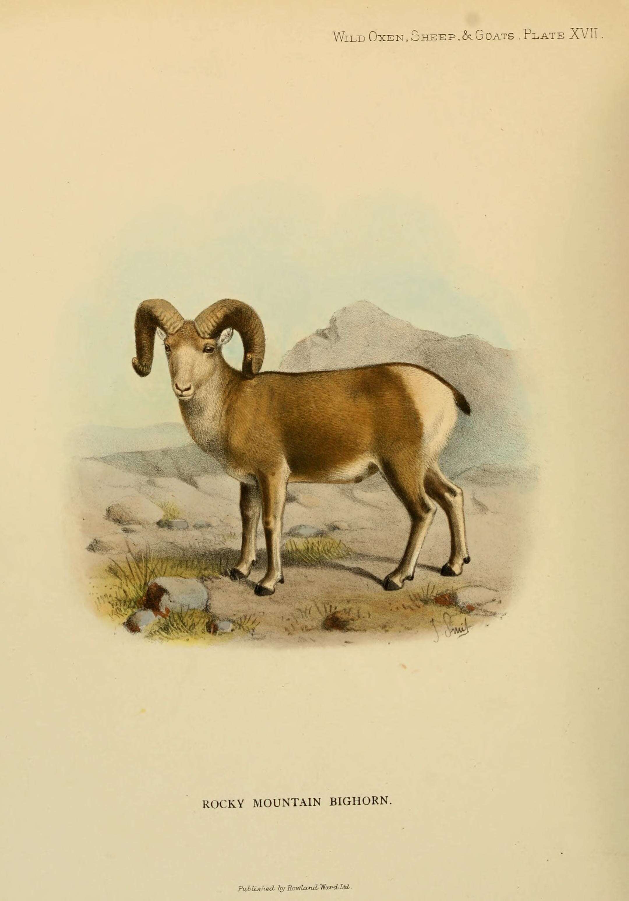 Image of Ovis Linnaeus 1758