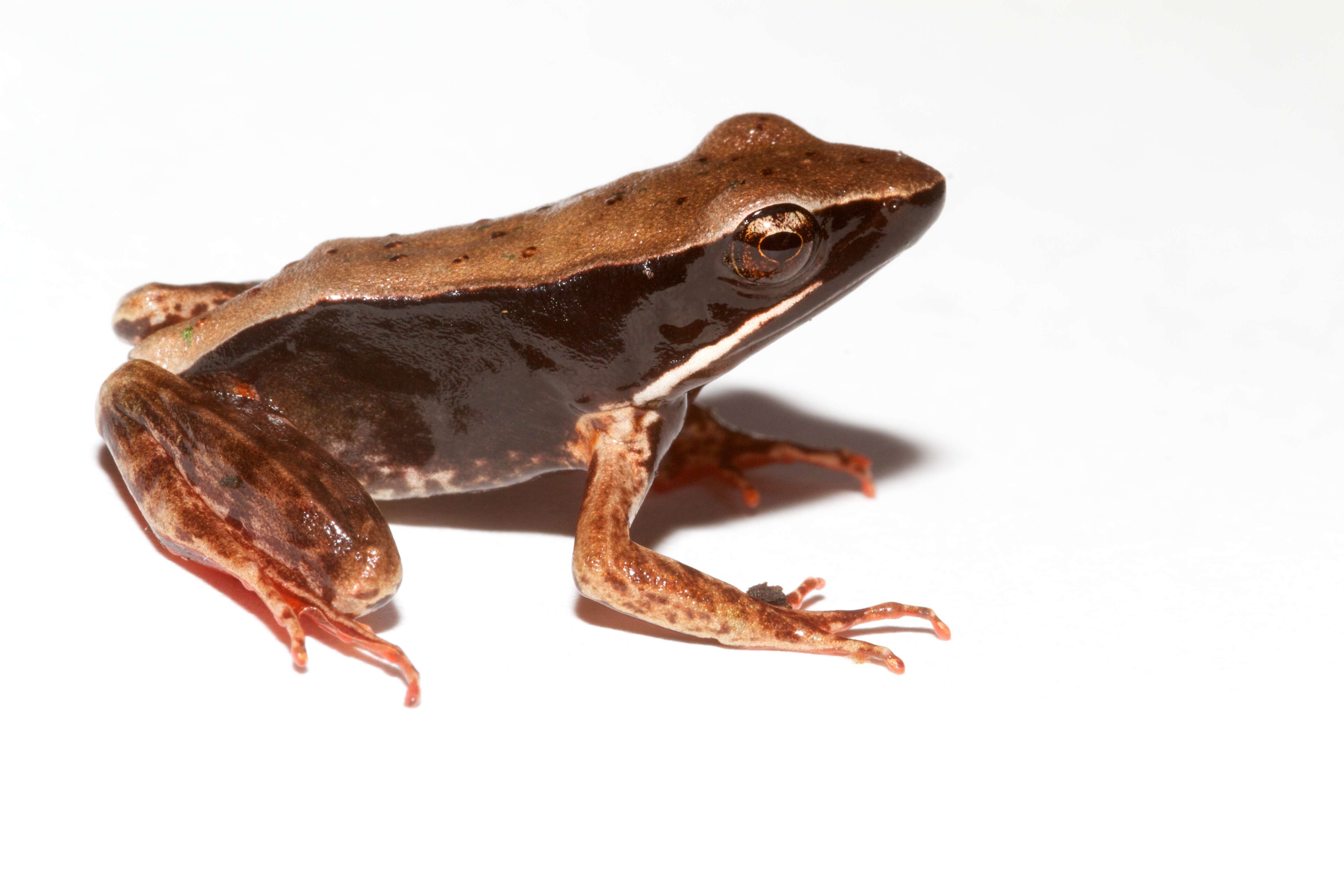 Image of Warszewitsch's Frog