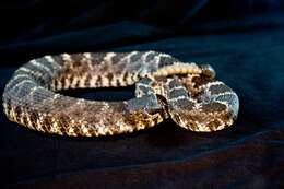 Image of Arizona Black Rattlesnake