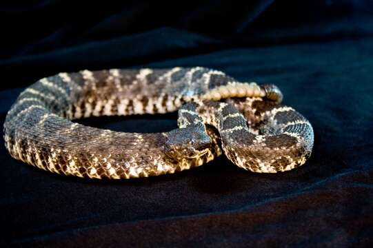 Image of Arizona Black Rattlesnake