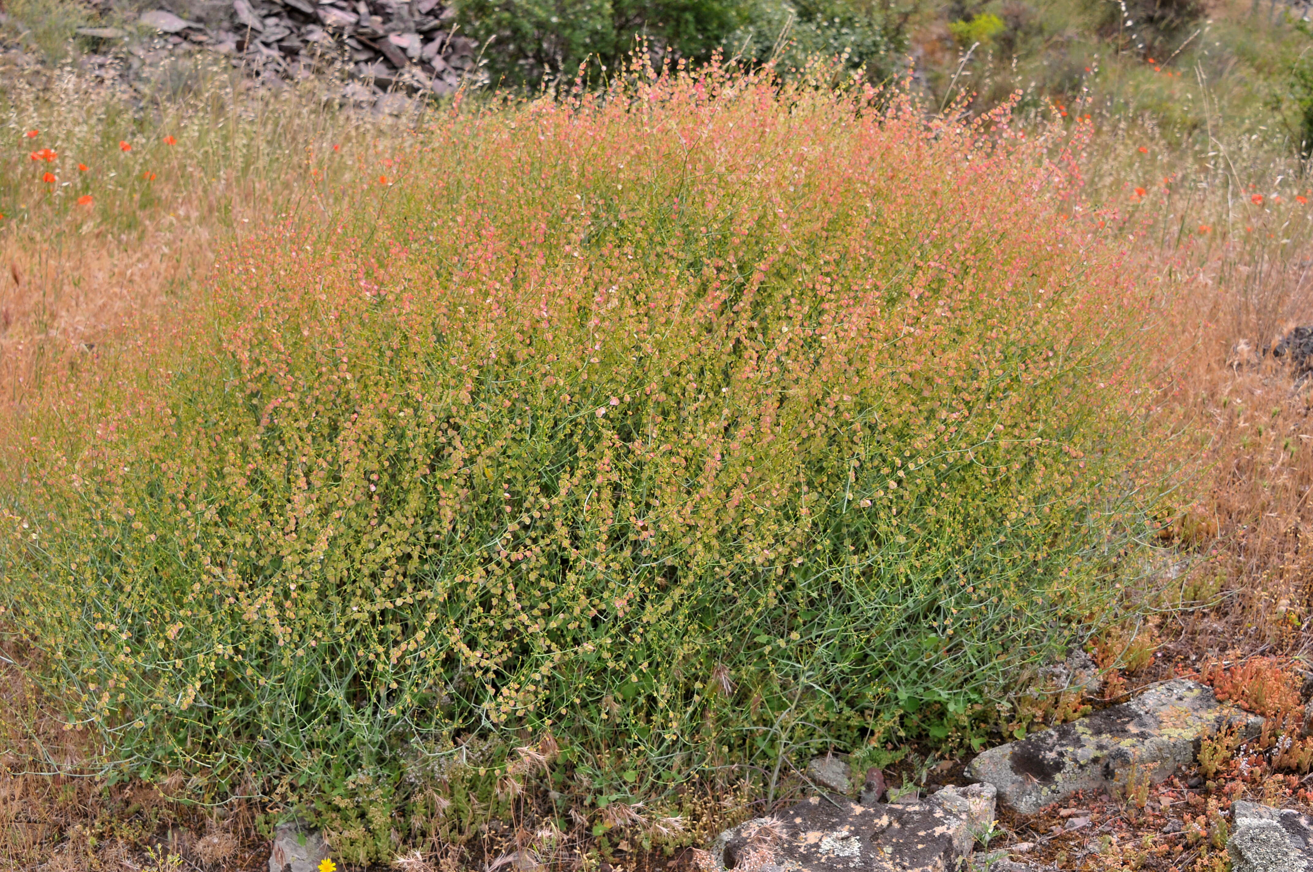 Image of Rumex induratus Boiss. & Reuter