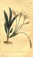 Sivun Babiana tubiflora (L. fil.) Ker Gawl. kuva