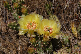 Opuntia fragilis (Nutt.) Haw. resmi