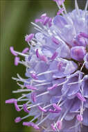 Image of Devil’s Bit Scabious