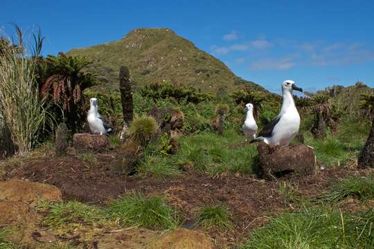 Image of Atlantic Yellow-nosed Albatross