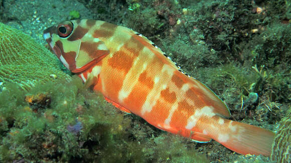 Image of Banded Reed Cod