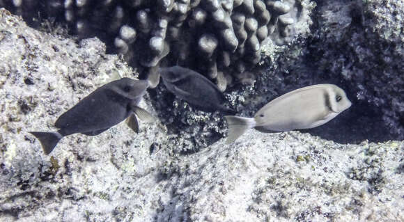 Image of Head-band Surgeonfish