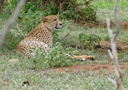 Image of Acinonyx Brookes 1828