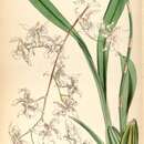 Image of Oncidium incurvum Barker ex Lindl.