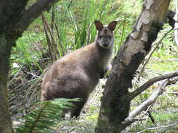 Image of Tasmanian forester kangaroo