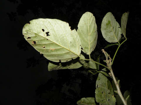 Image de Erythrina fusca Lour.