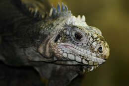 Image of Ctenosaura