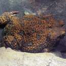 Image of Cuban toad