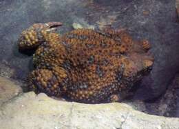 Image of Cuban toad