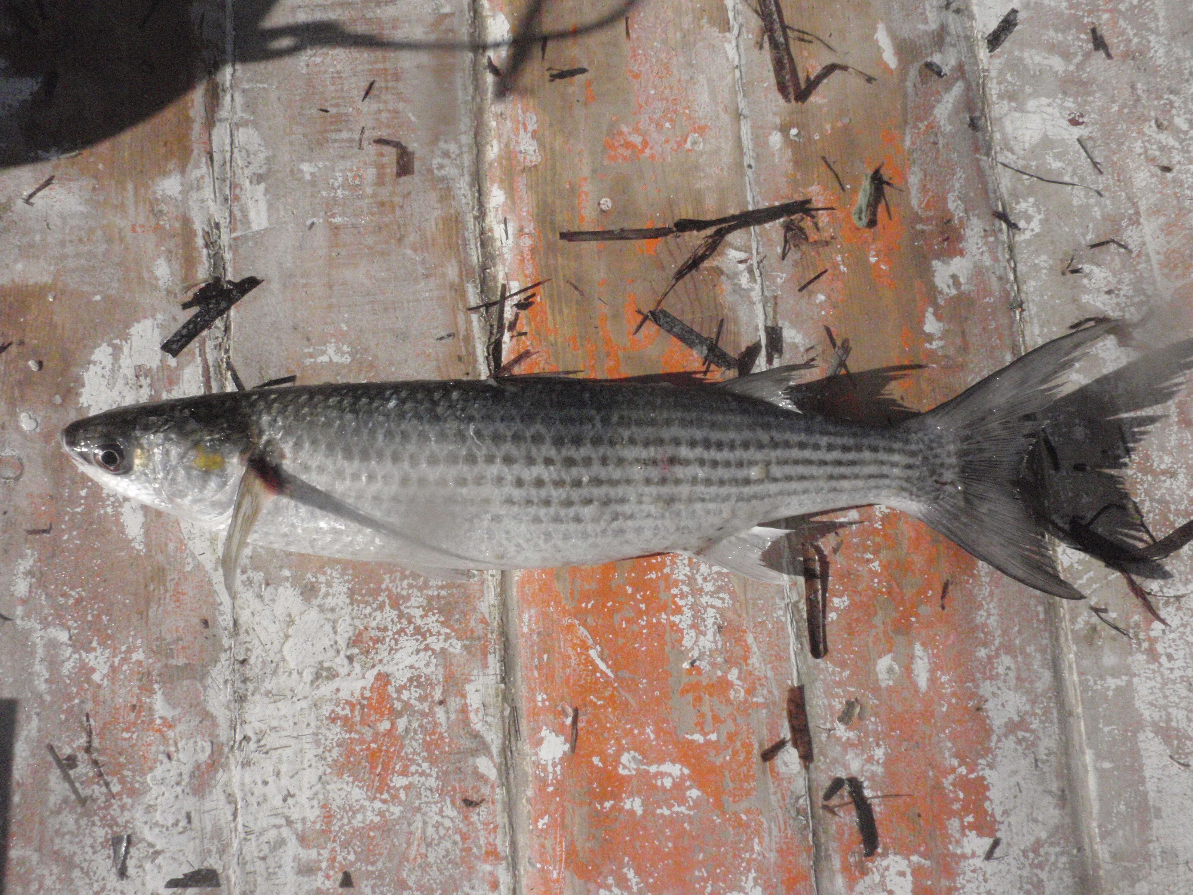 Image of Golden Grey Mullet