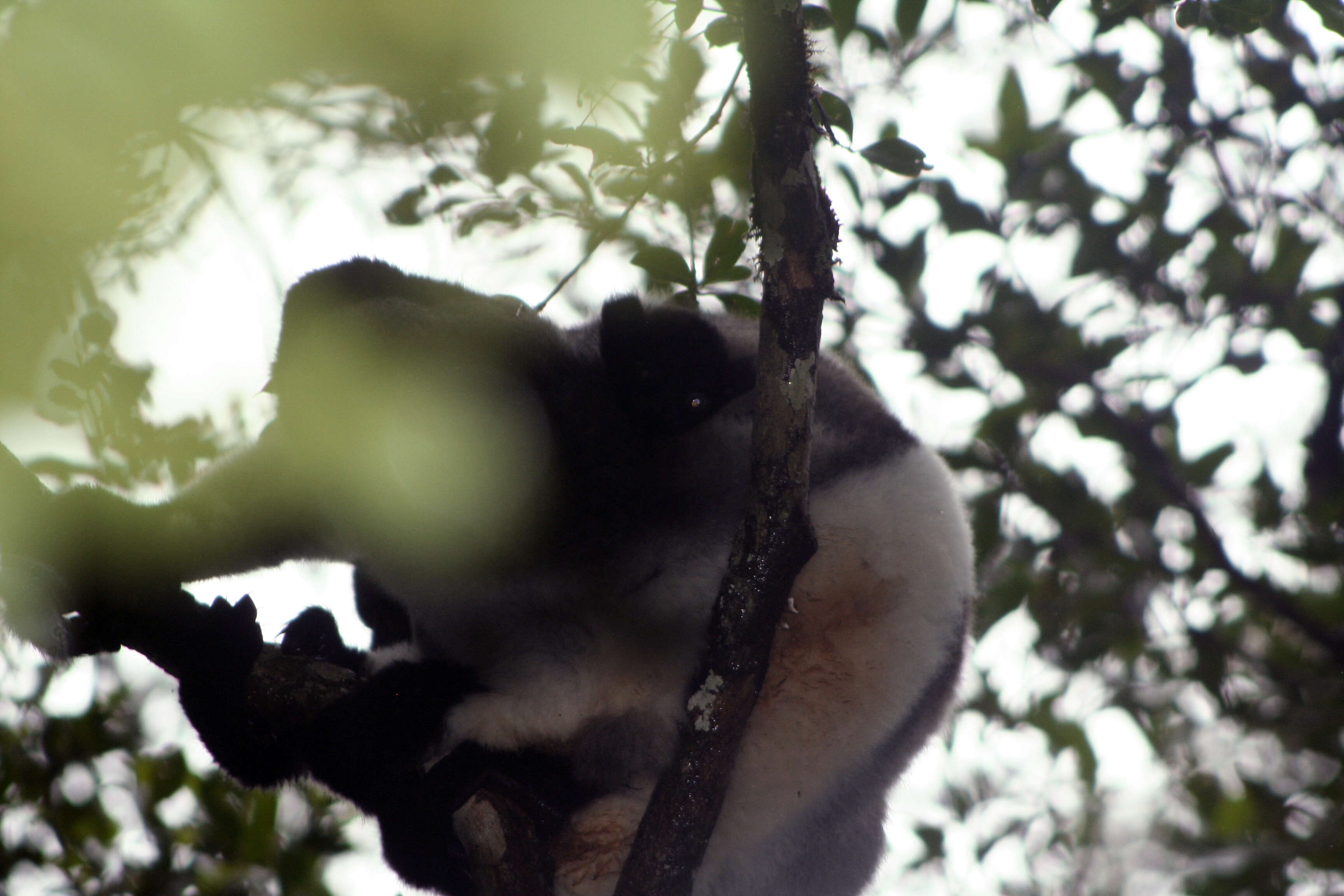 Image of indris, sifakas and woolly lemurs