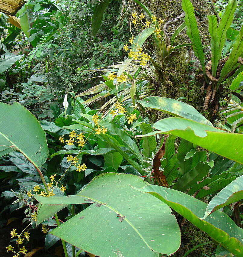 Image of Oncidium lineoligerum Rchb. fil. & Warsz.